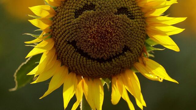 FILE - In this Sept. 7, 2016 file photo, a smiley face is seen on a sunflower in a sunflower field in Lawrence, Kan. Over the past decade as income in the U.S. has gone up, self-reported happiness levels have fallen fast, some of the biggest slides in the world. Yet this year, Norway vaulted to the top slot in the annual World Happiness Report despite the plummeting price of oil, a key part of its economy. (AP Photo/Charlie Riedel) ranking de los paises mas felices del mundo flor de girasol sonriendo