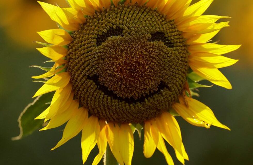 Tras un trabajo de 80 años, Harvard encontró las 5 lecciones para tener una vida feliz