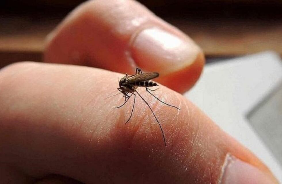 Confirmaron 33 casos de dengue en Tucumán