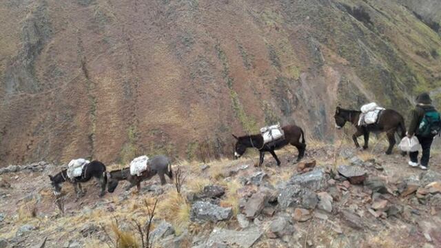 Envíos a lomo de mula, por las montañas de Jujuy