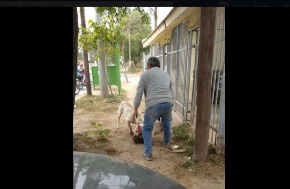 Repudiable: Captura perros callejeros para darle de comer a sus dogos