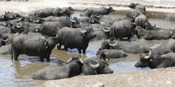 bufalo de agua\u002E pixabay