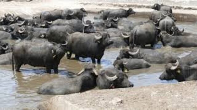 bufalo de agua\u002E pixabay