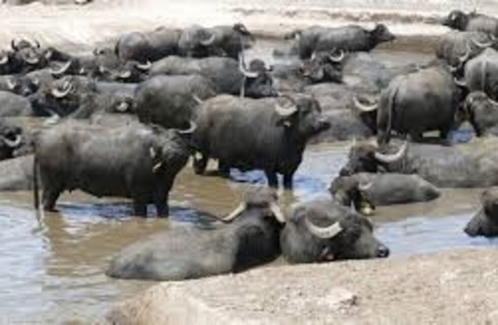 El búfalo de agua: re-habilitador de humedales tropicales