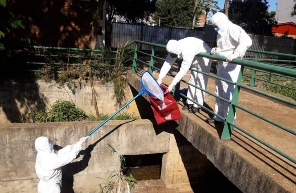Retiraron media tonelada de peces muertos en el arroyo Vicario