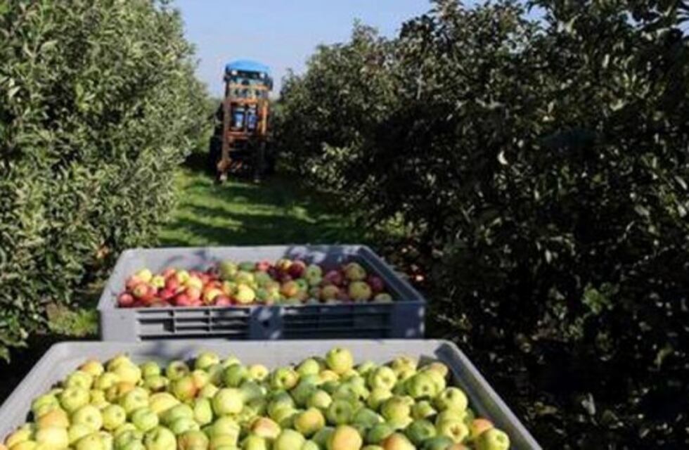 Productores frutícolas de Río Negro y Neuquén en estado de alerta