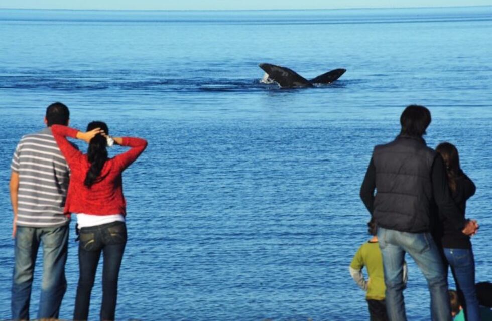 Video: ballena Minke alimentándose en el Golfo San Jorge
