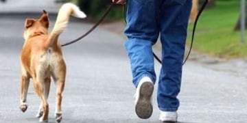 Perros de Paseo (imagen ilustrativa)\nCrédito: Vía país