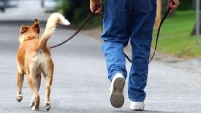 Perros de Paseo (imagen ilustrativa)\nCrédito: Vía país