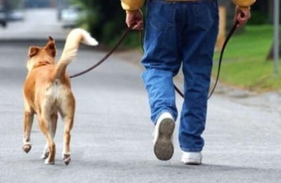 En Oberá el 22% de los perros es portador de Leishmaniasis