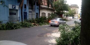Cientos de ramas quedaron sobre la vía pública luego del temporal\u002E (@mauroyasprizza)