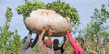 La producción yerbatera comenzó en Andresito hace una semana\u002E