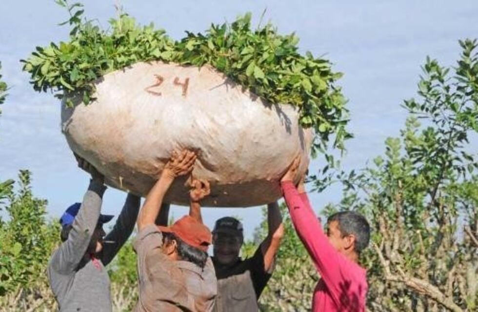 Cooperativa de Andresito ya recibe materia prima para elaborar yerba mate