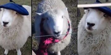 Oscar, la oveja entrerriana que es furor en TikTok (captura video)