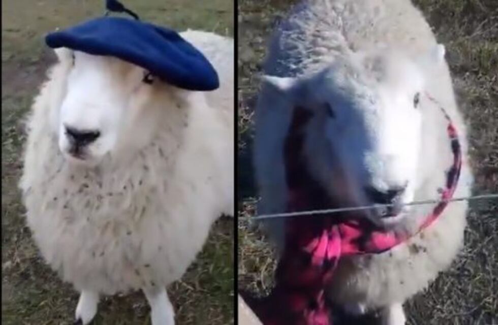 Una oveja de Nogoyá es estrella en Tik Tok