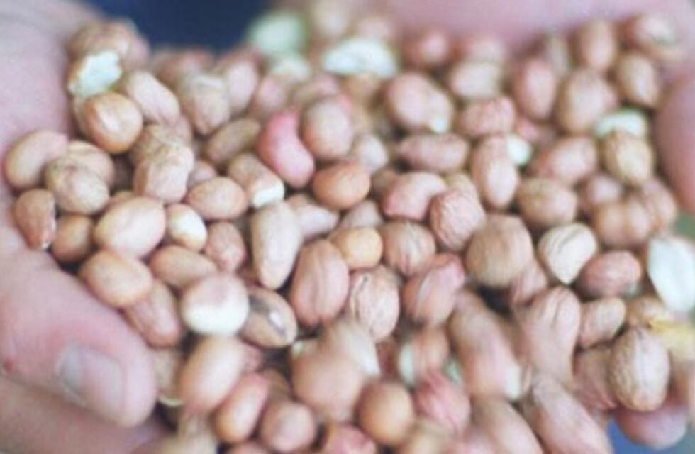 Llega el Festival Regional Sabores del Maní, en General Cabrera