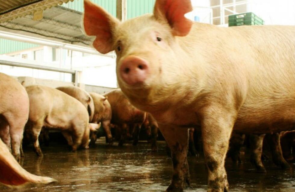 Detectan triquinosis en tres cerdos