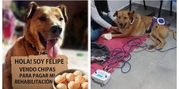 Felipe, el perrito comunitario de Nueva Córdoba que necesita ayuda\u002E