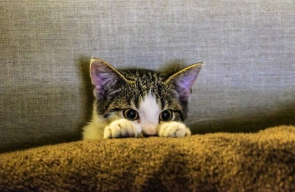 "¿Podés ver el gato?": la ilusión óptica que te obliga a sacudir la cabeza