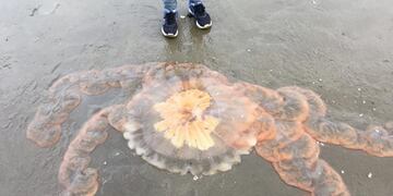 Hallaron una medusa gigantesca en Rada Tilly