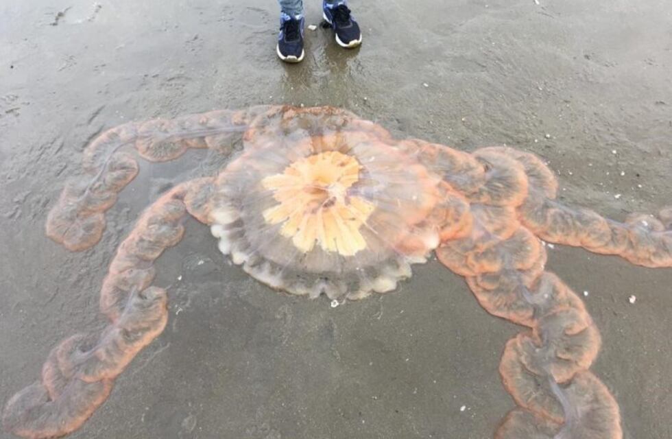 Hallaron una medusa gigantesca en Rada Tilly