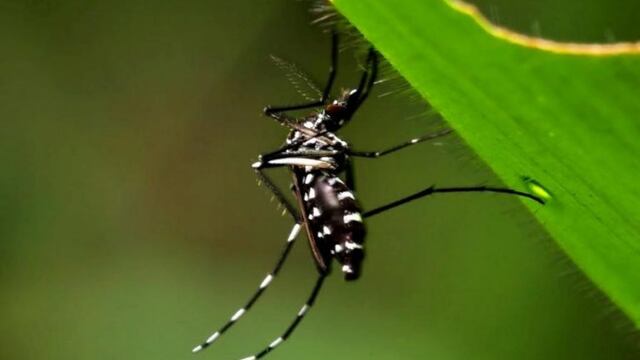 Mosquito Aedes Aegypti, vector transmisor de dengue, zika y chikungunya.
