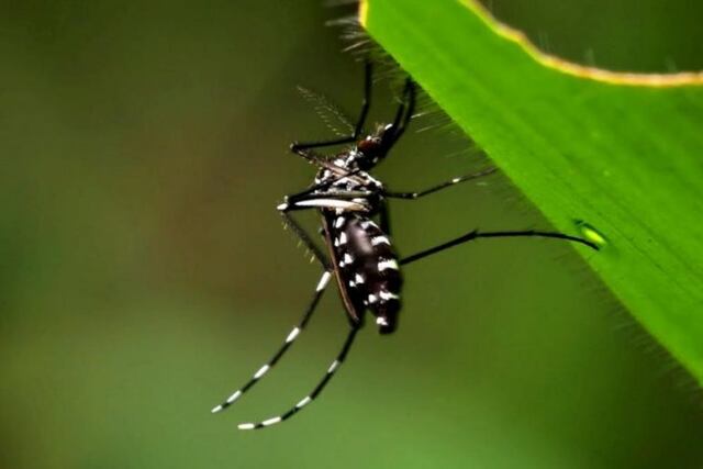 Mosquito Aedes Aegypti, vector transmisor de dengue, zika y chikungunya\u002E\nCrédito: Vía País