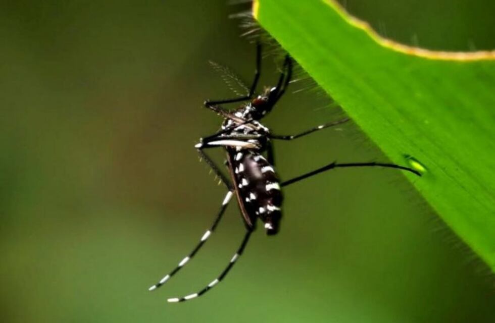 Salud Provincial tomó intervención en Larroque por dos casos importados de dengue