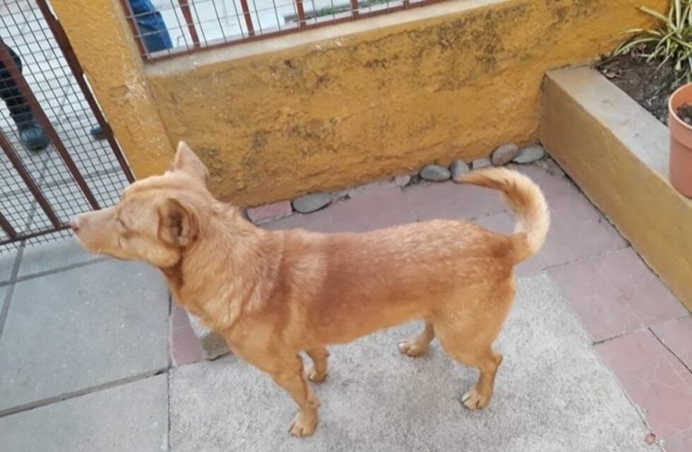 "Le agradezco al perro, espero que no lo hayan matado"