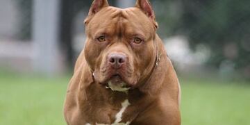 Un ladrón quiso entrar a robar a la casa de una jubilada y un pitbull le destrozó la pierna\u002E