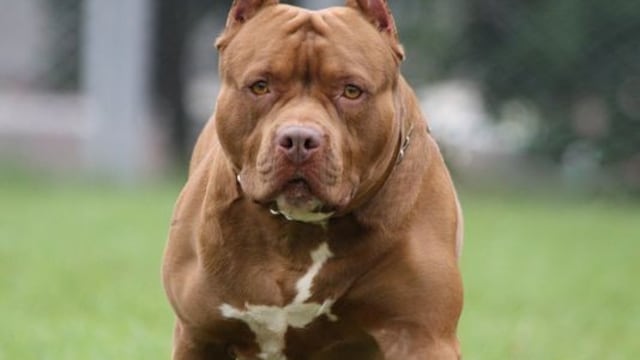 Imputan al dueño del pitbull que atacó a una beba en Villa Urquiza