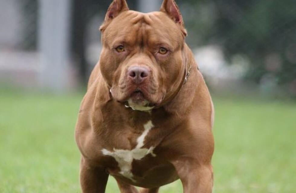 Imputan al dueño del pitbull que atacó a una beba en Villa Urquiza