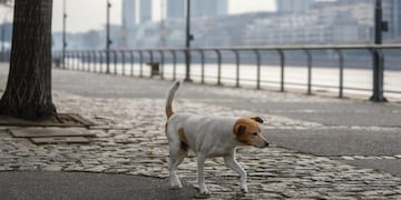 AME6444\u002E BUENOS AIRES (ARGENTINA), 05/08/2020\u002E- Un perro pasea este miércoles por el Barrio de Puerto Madero, en Buenos Aires (Argentina)\u002E EFE/ Juan Ignacio Roncoroni