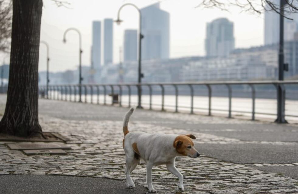 Perro descontrolado mordió a dos mujeres y a policías