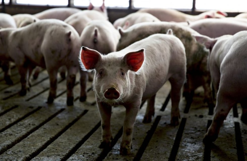 Análisis del sector porcino por Eduardo Terrado