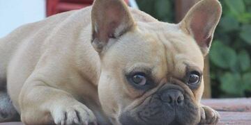 El perro que le robaron a la familia cordobesa es un bulldog francés\u002E