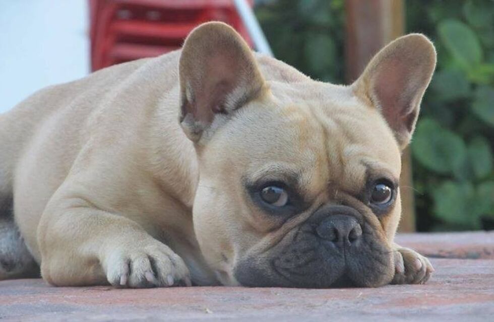 El berrinche de un bulldog francés: lo pusieron a dieta y no le gustó nada