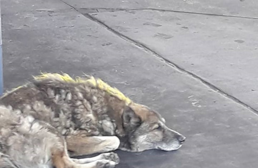 Trabajadores de una estación de servicio pintaron a un perro de amarillo para dibujarle la camiseta de Boca