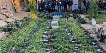 En el interior de una habitación también había cultivo de marihuana\u002E
