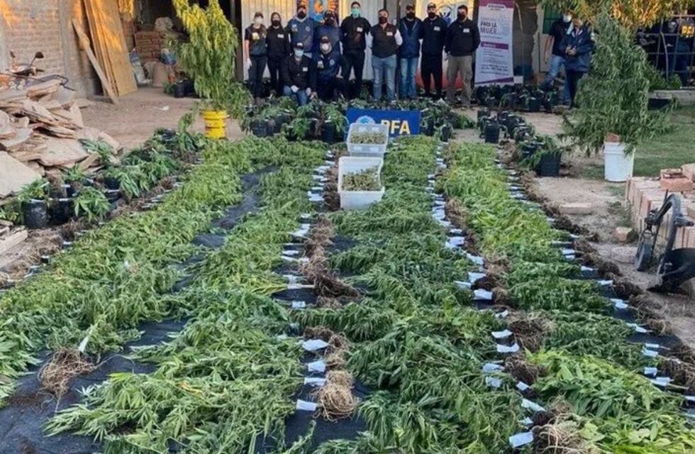 Histórico hallazgo de plantines de marihuana en San Juan