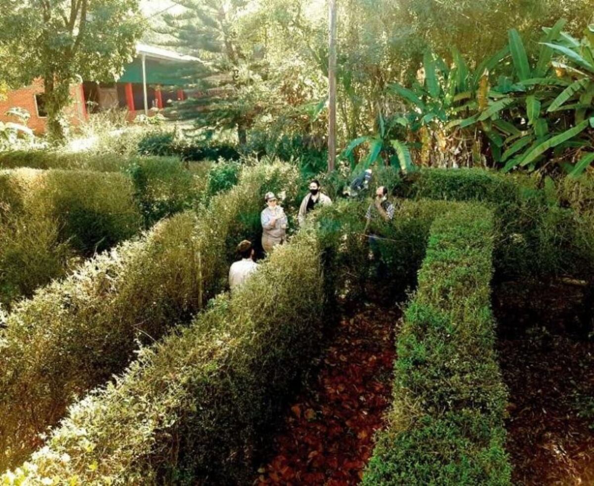 El laberinto de Montecarlo sufre un ataque de hormigas, y plantan té para reforzar el trazado