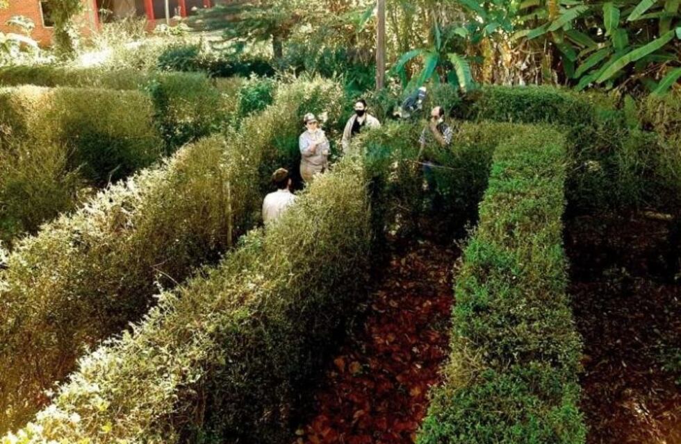 El laberinto de Montecarlo es atacado por hormigas, y plantan té para reforzar el trazado