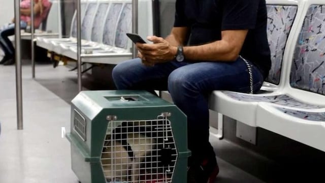 mascota subte