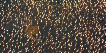 Impresionantes imágenes de la reserva natural de Miramar de Ansenuza, en la Laguna Mar Chiquita\u002E