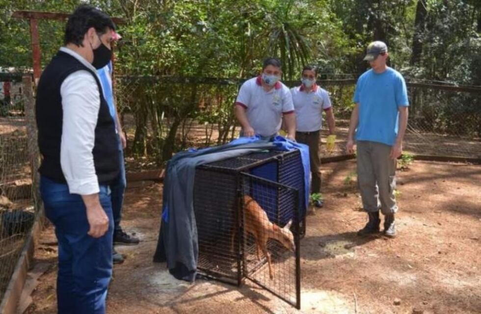 Rescataron un venado en colonia Guaraypó de Montecarlo