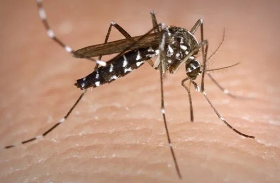 Ya son 73 los casos de dengue en la Provincia de Buenos Aires: dos son autóctonos