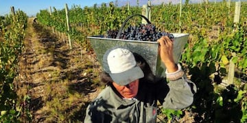 Uva cosecha
