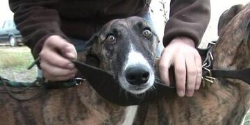 Detuvieron a 10 hombres que realizaban carreras de galgos clandestinas en Las Heras\u002E