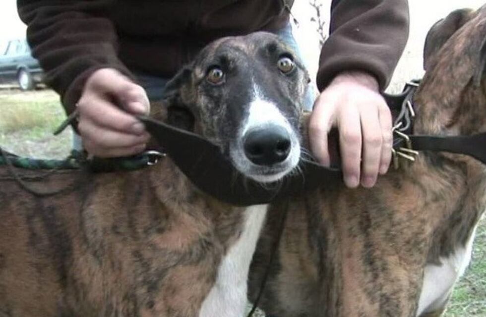Hacían carreras de galgos clandestinas y quedaron detenidos