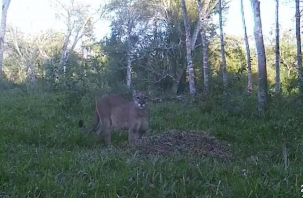 Un puma se apareció en una chacra de Caraguatay trasladando la piel de un animal